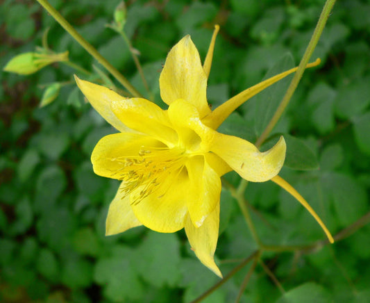 Aquilegia chrysanthe 'Yellow Queen'