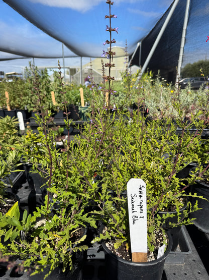 Salvia repens x namaensis 'Savannah Blue'