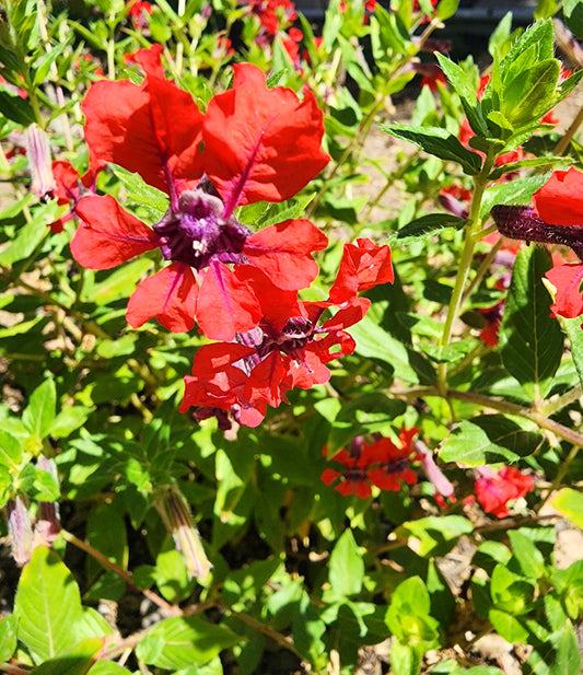 Cuphea llavea - 'Bat-Faced Cuphea'