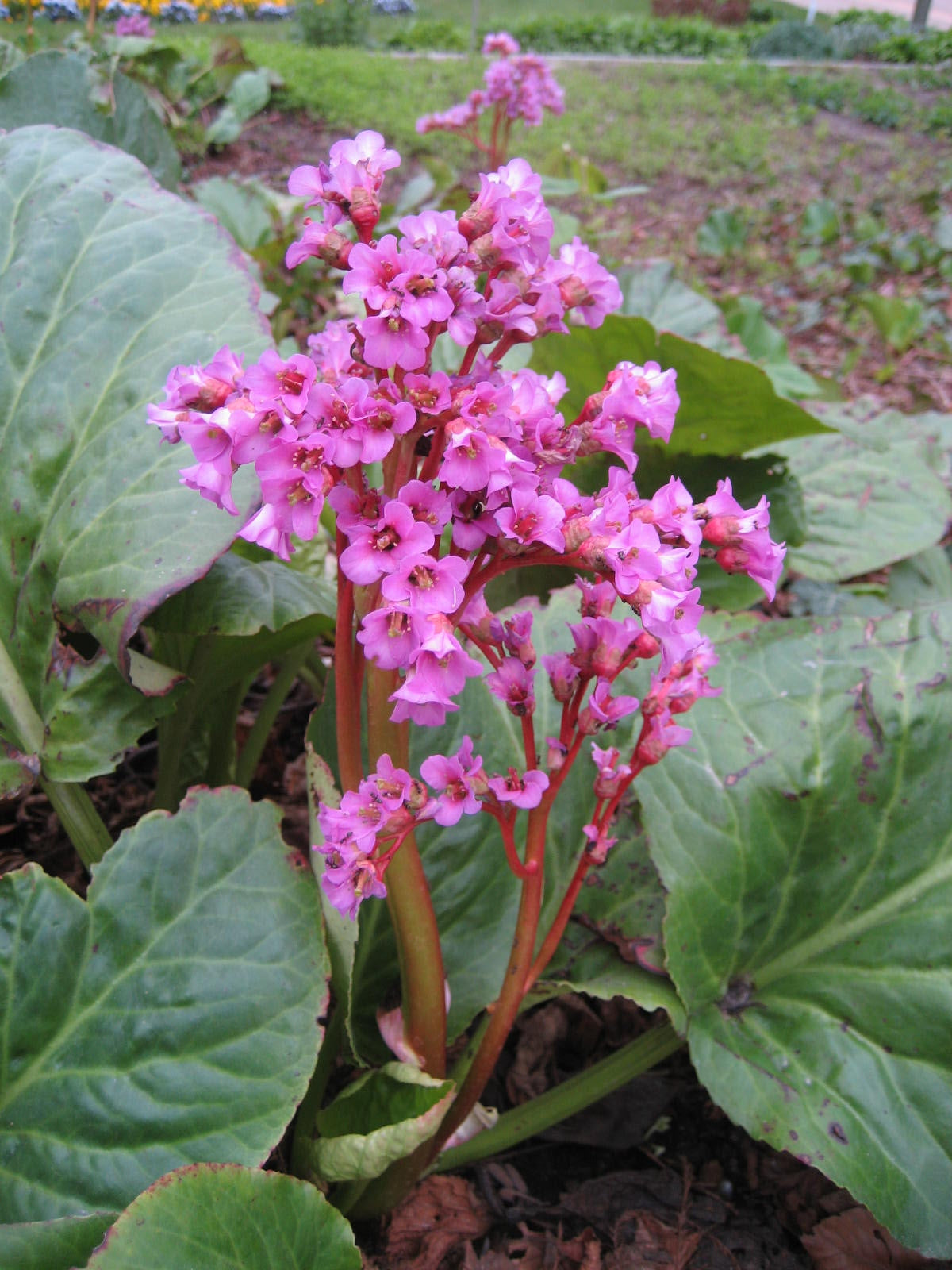 Bergenia sp -