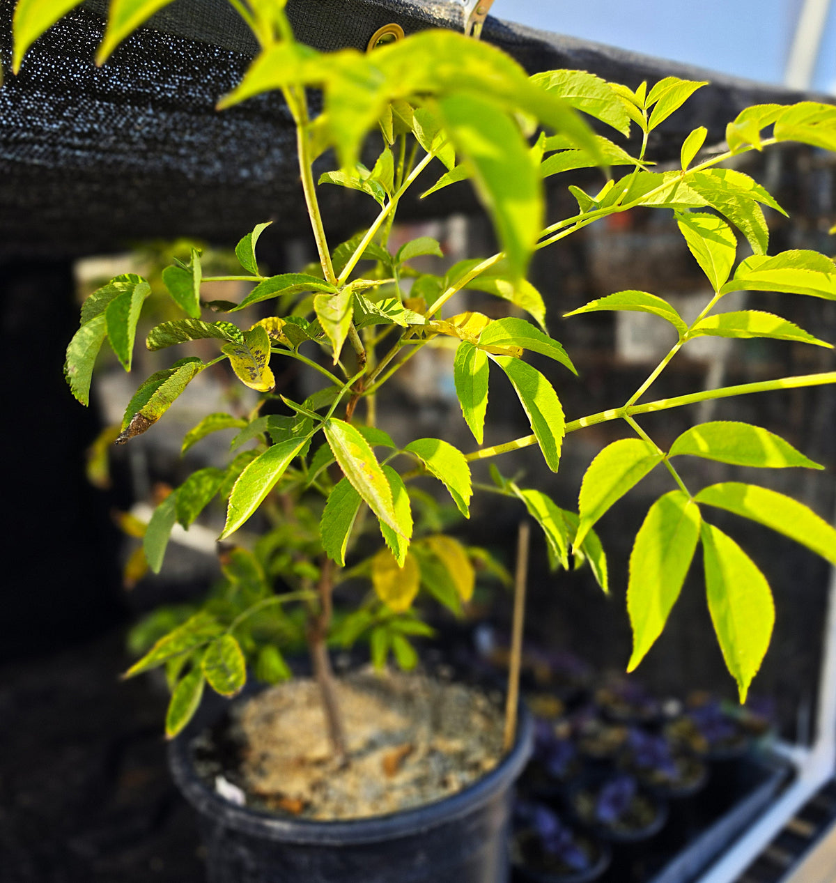 Sambucus nigra - 'Black Elderberry'