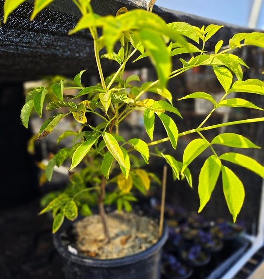 Sambucus nigra - 'Black Elderberry'