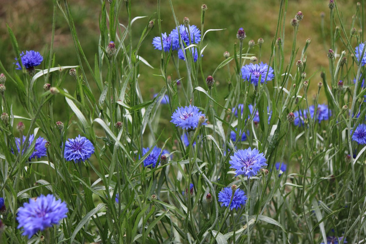 Centaurea cyanus 'Fantastic Mix Cornflower'