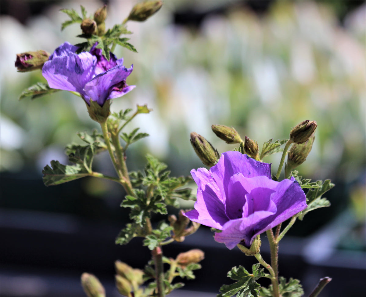 Alyogyne huegelii - 'Santa Cruz' Blue Hibiscus
