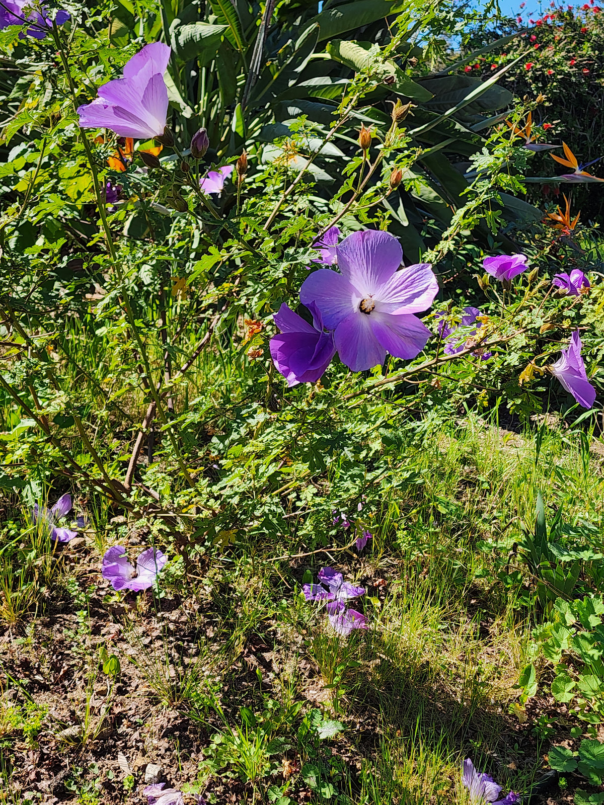 Alyogyne huegelii - 'Santa Cruz' Blue Hibiscus
