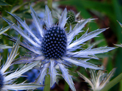Eryngium planum- Blue Sea Holly