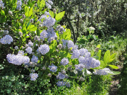 Ceanothus thyrsiflorus 'Blueblossom'