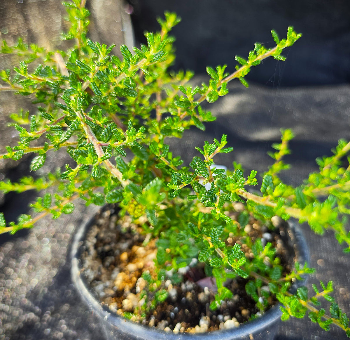 Ceanothus 'Julia Phelps' - Julia Phelps Mountain Lilac