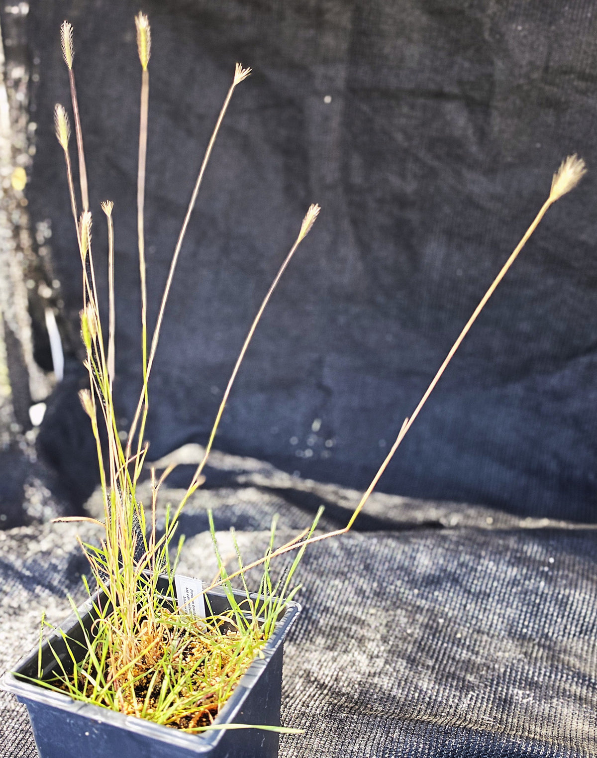 Hordeum brachyantherum ssp californicum - California Meadow Barley