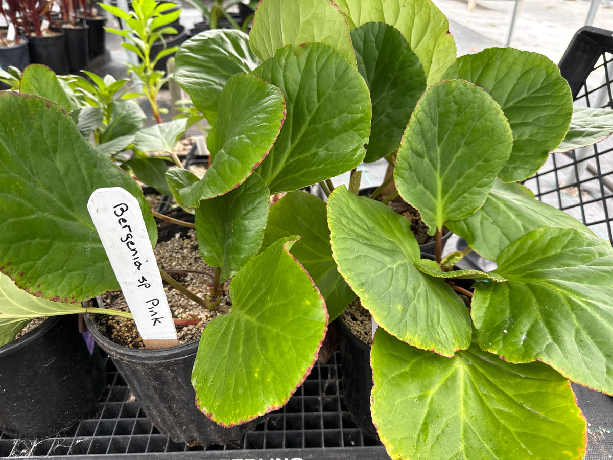 Bergenia sp -