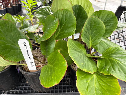 Bergenia sp -