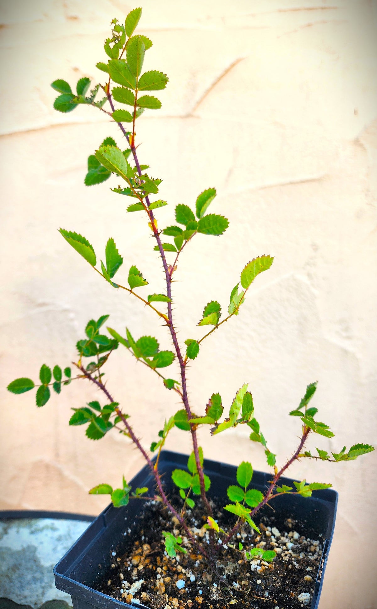 Rosa californica - 'California Wild Rose'