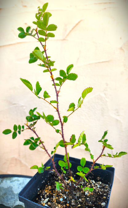 Rosa californica - 'California Wild Rose'