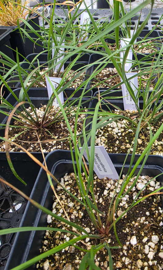 Festuca californica - California Fescue