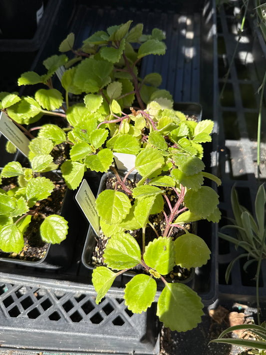 Plectranthus australis - Creeping Charlie