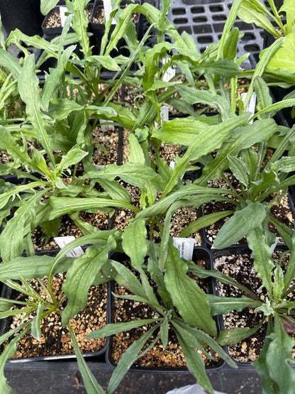 Centaurea cyanus 'Fantastic Mix Cornflower'