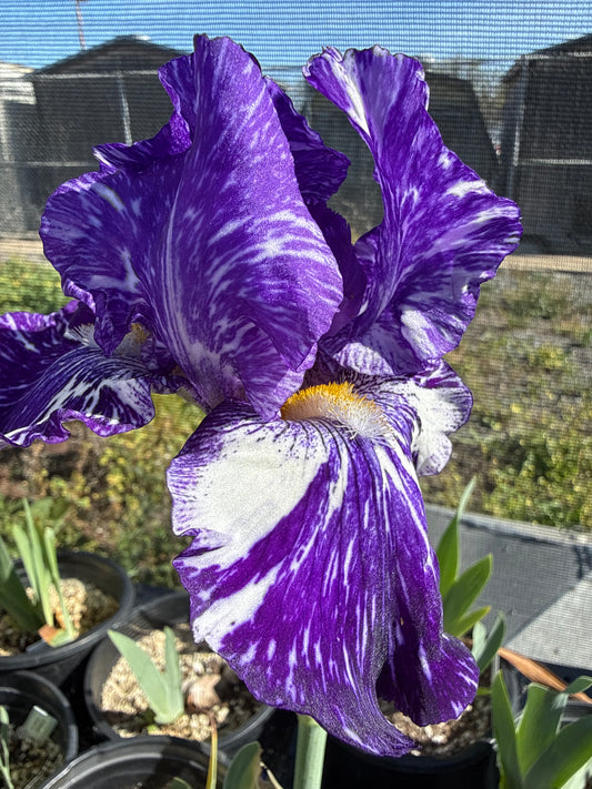 Iris germanica - 'Batik' Bearded Iris