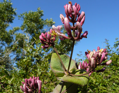 Lonicera hispidula - California Honeysuckle
