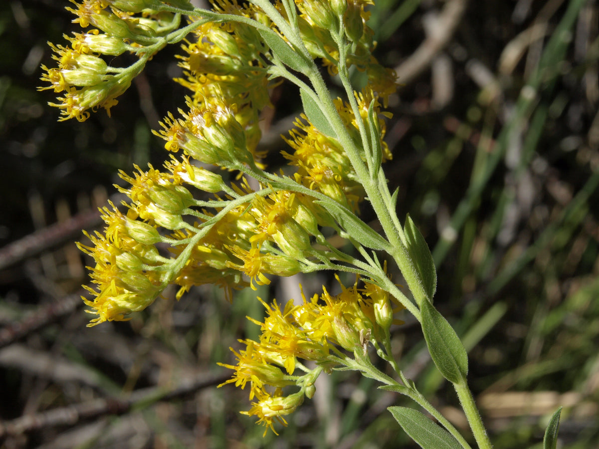 Solidago velutins ssp. californica 'California Goldenrod'