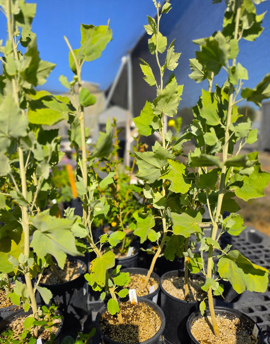 Malacothamnus nuttallii 'Casitas' - Casitas Chaparral Mallow