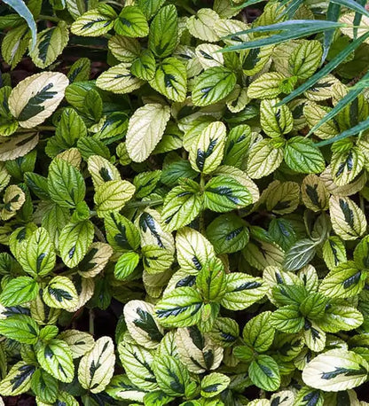 https://sunsetplantcollection.com/the-collection/plant/diamond-heights/