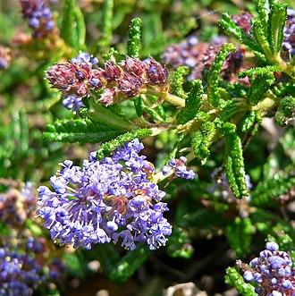 Ceanothus hearstiorum 'Hearst's Ceanothus", "Hearst Ranch Buckbrush"