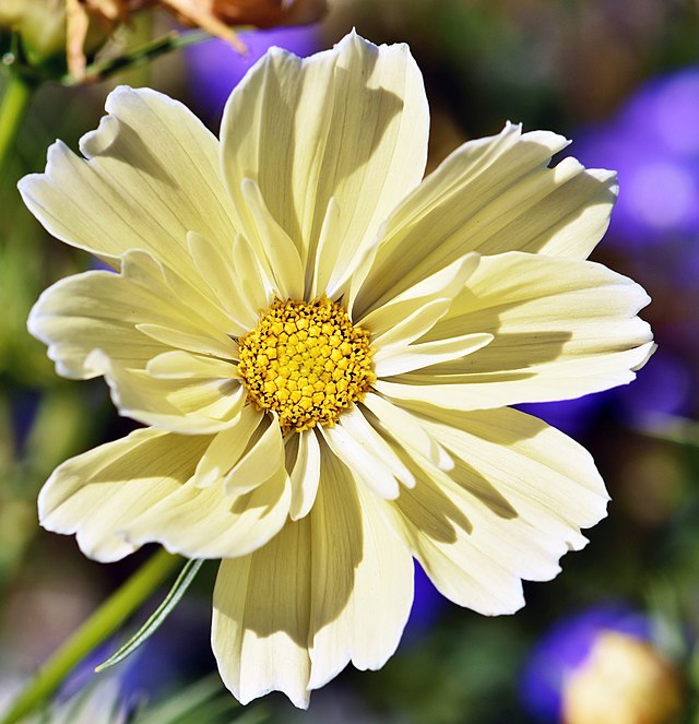 Cosmos bipinnatus - Xanthos