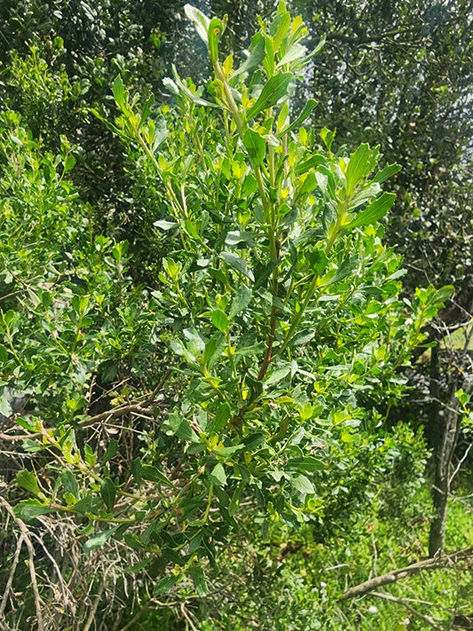 Baccharis pilularis 'Coyote Bush'