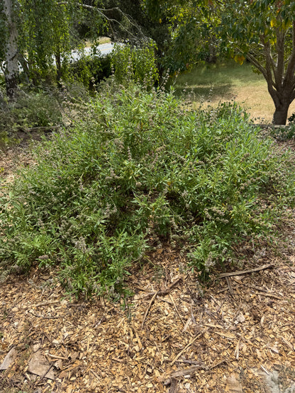 Salvia mellifera - Black Sage