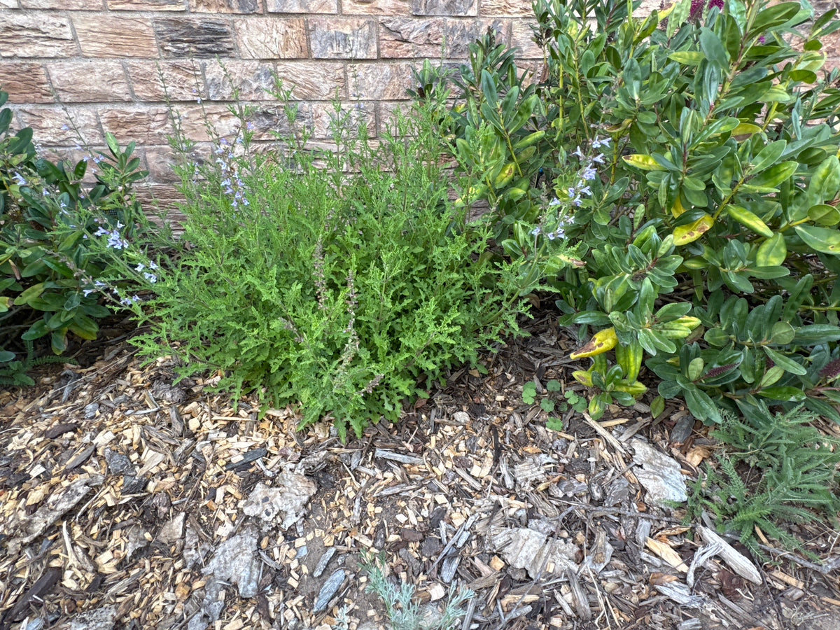Salvia repens x namaensis 'Savannah Blue'