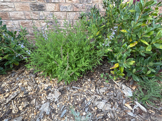 Salvia repens x namaensis 'Savannah Blue'