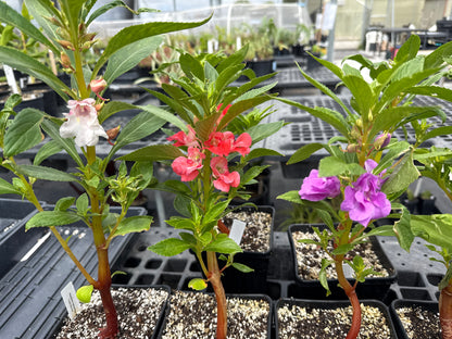 Impatiens balsamina -Touch-Me-Not