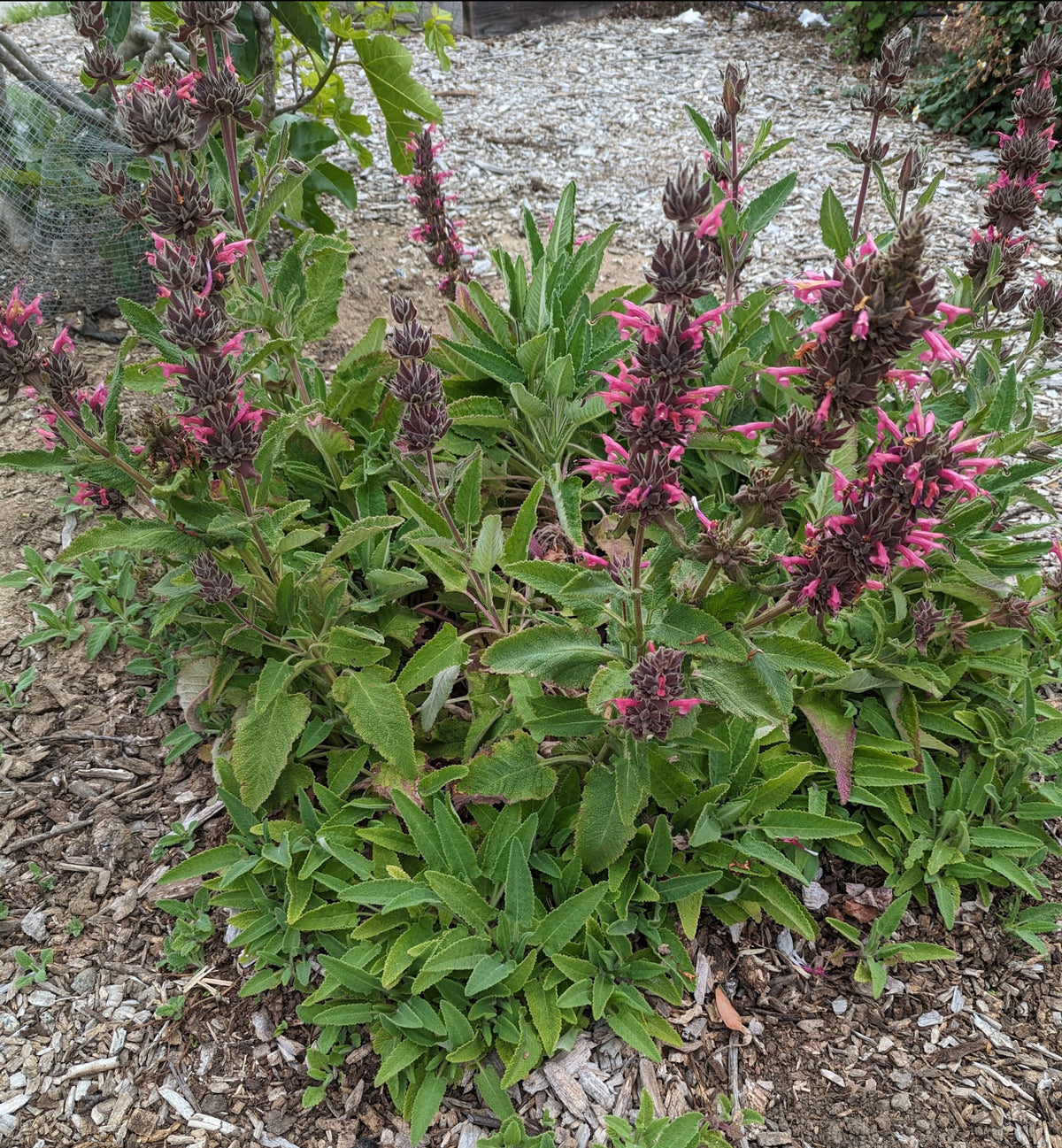 Salvia spathacea - Hummingbird Sage