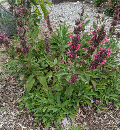 Salvia spathacea - Hummingbird Sage
