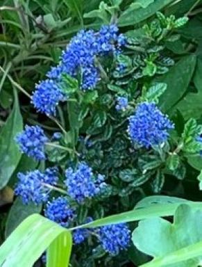 Ceanothus 'Dark Star'