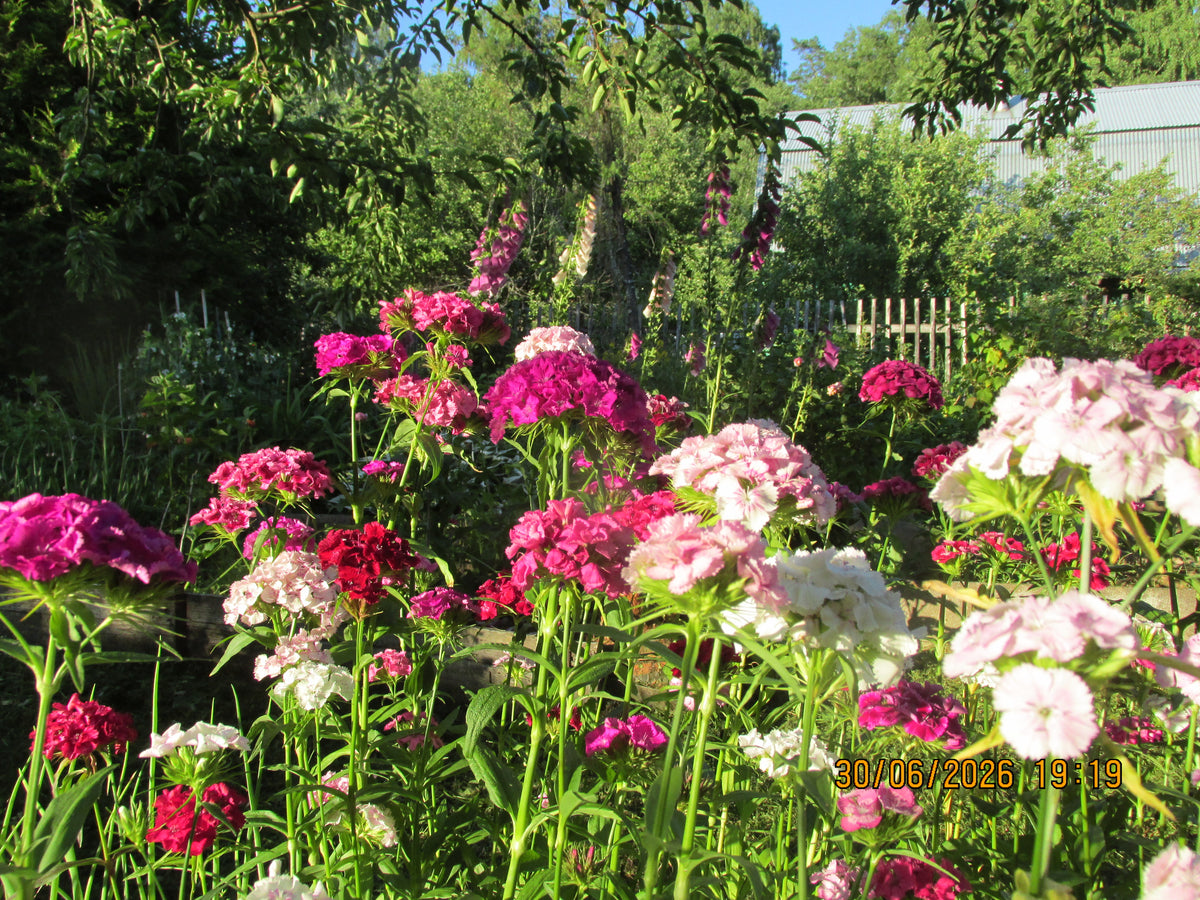 Dianthus barbatus - Sweet William Lace Mantle
