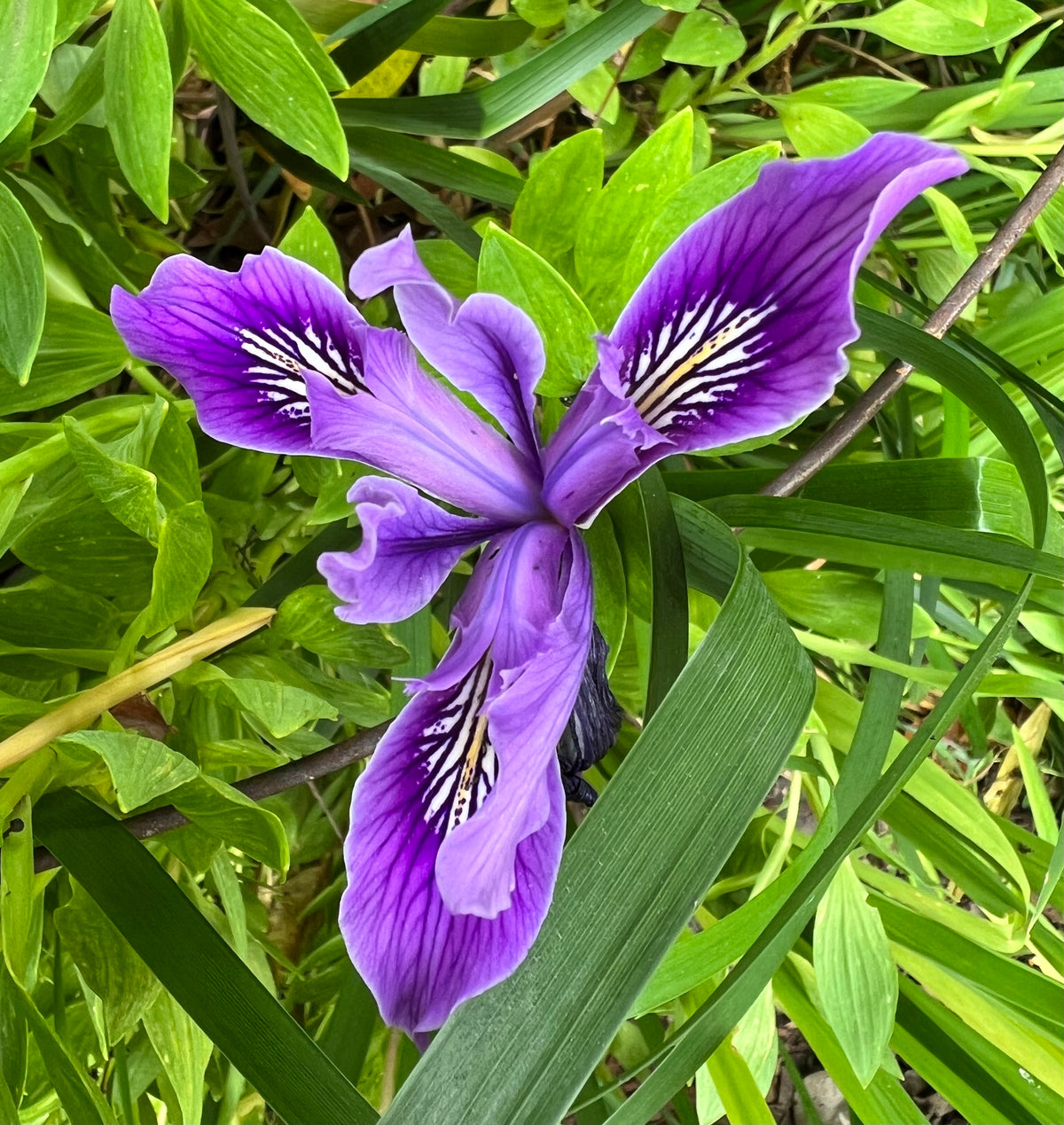 Monterey Bay Master Gardeners - Douglas Iris