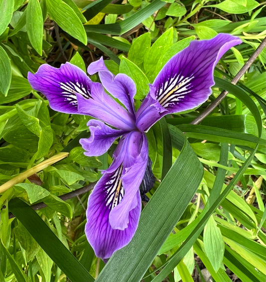 Monterey Bay Master Gardeners - Douglas Iris