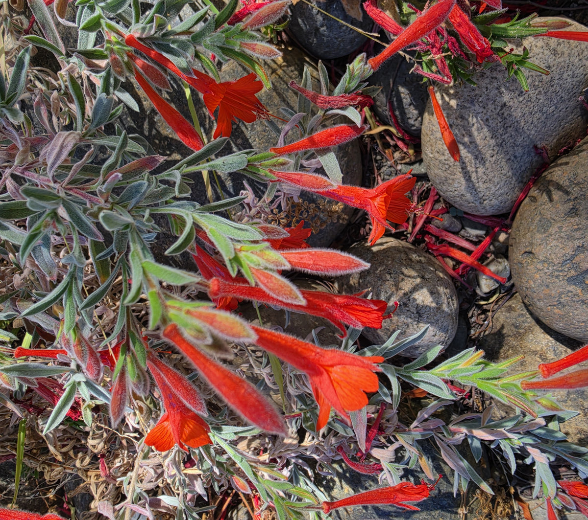 Epilobium canum - Everett's Choice California Fuchsia