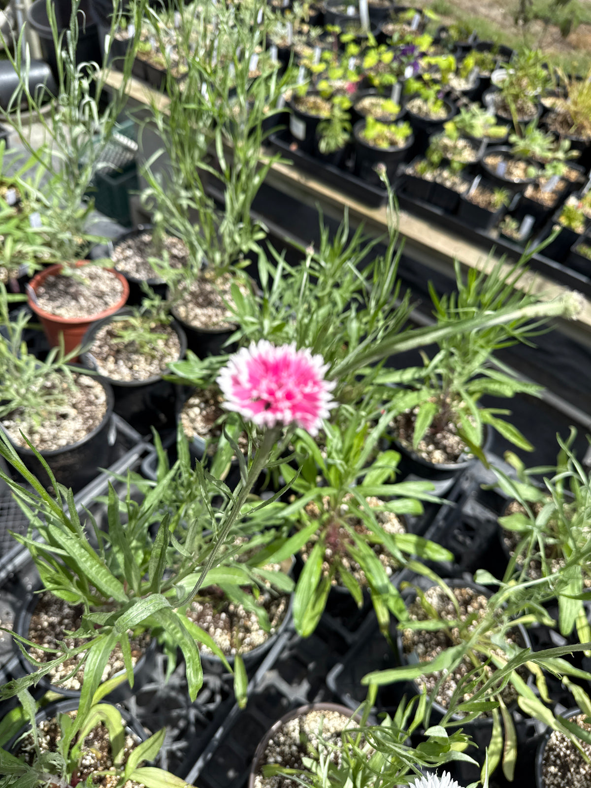 Centaurea cyanus 'Red Boy' Cornflower