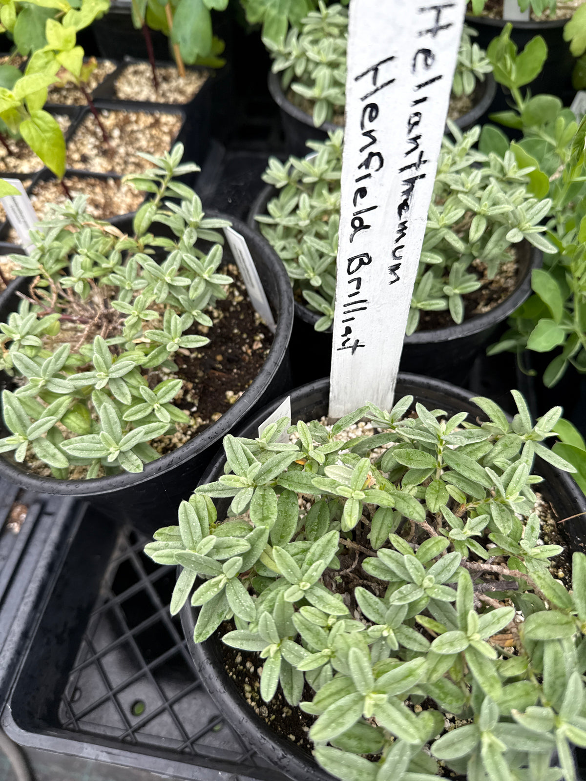 Helianthemum 'Henfield Brilliant'