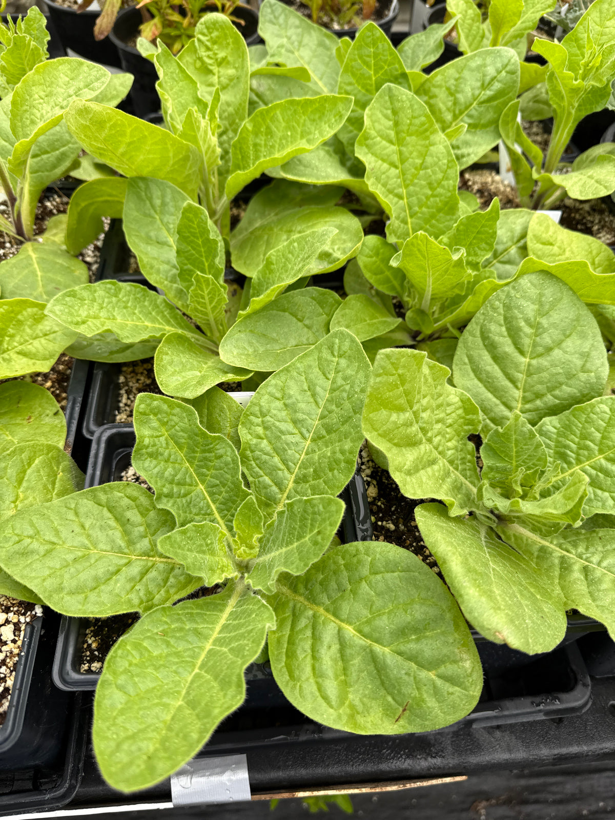 Nicotiana alata - Flowering Tobacco 'Lime Green'