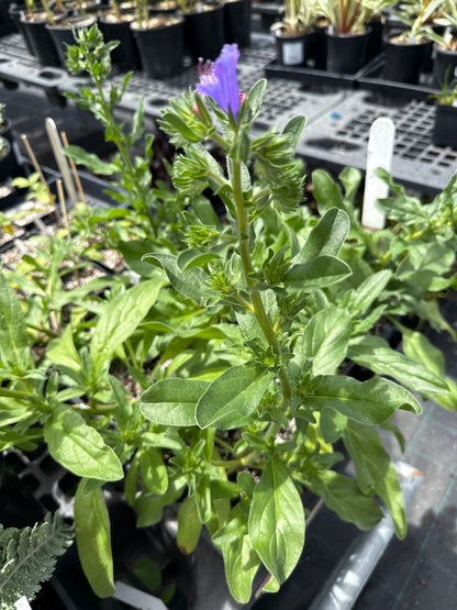 Echium vulgare- Blue Bedder