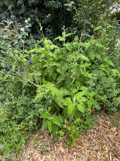 Salvia macrophylla x sagittata 'Big Swing'