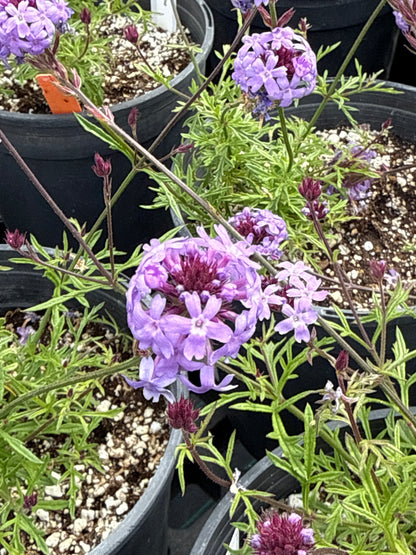 Verbena lilacina de la mina - De La Mina Verbena