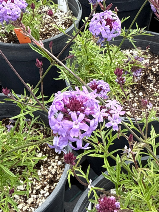 Verbena lilacina de la mina - De La Mina Verbena
