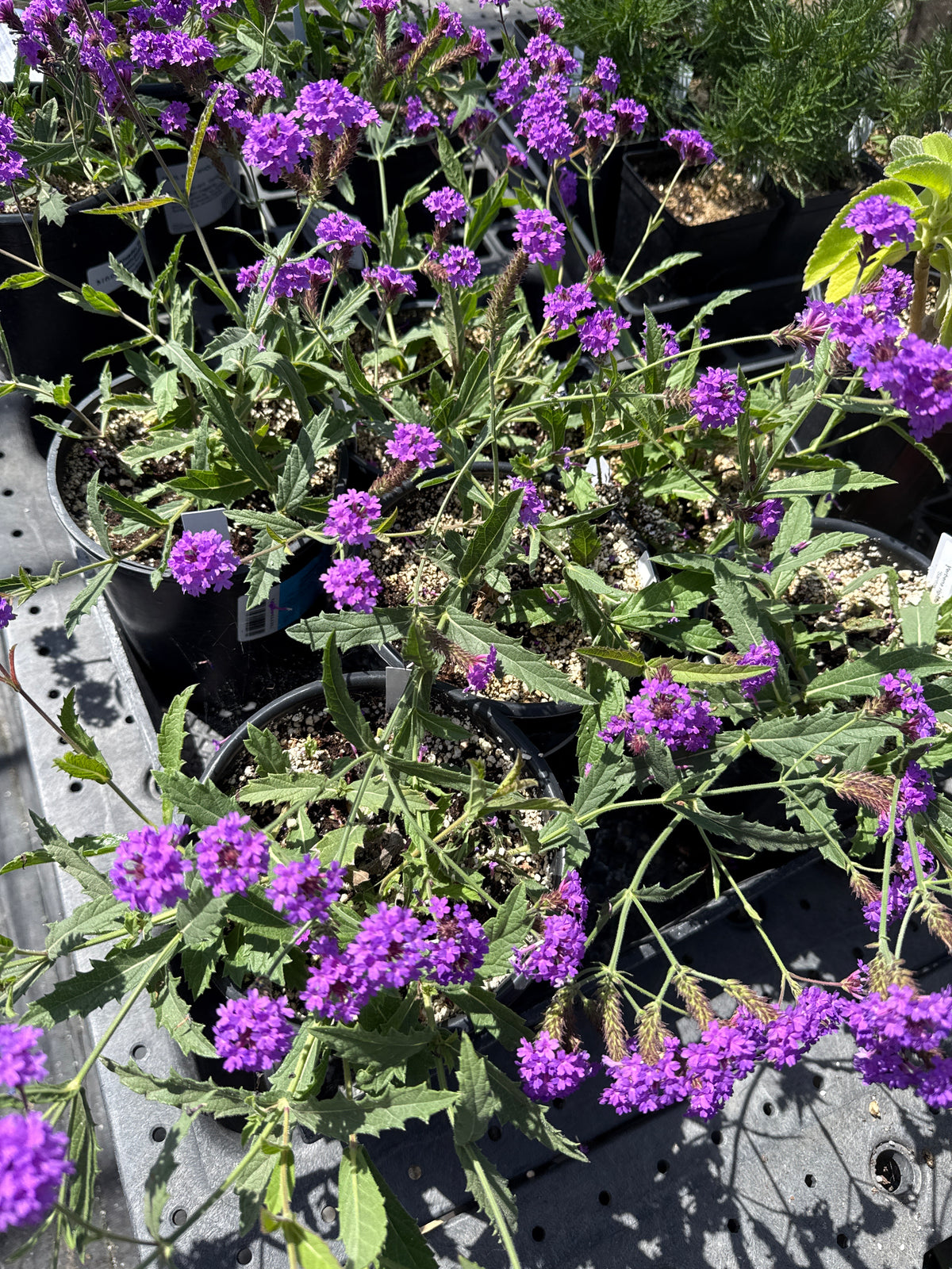 Verbena rigida  - 'Santos'