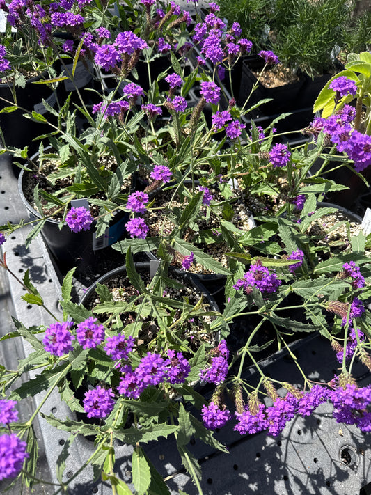 Verbena rigida  - 'Santos'