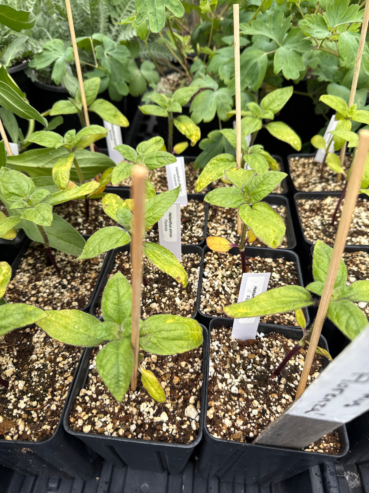 Helianthus annus- Sunflower Florenza