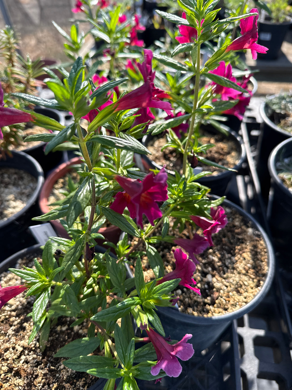 Diplacus 'Red' - Red Monkeyflower